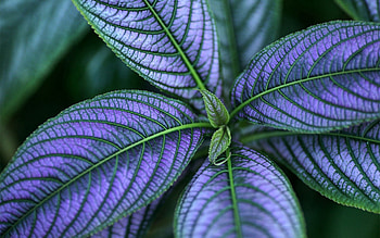 Leaves, Plant, Macro, Light, Light Coloured, Veins HD wallpaper