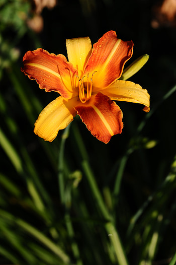 Flowers, Flower, Petals, Wet, Lily HD phone wallpaper
