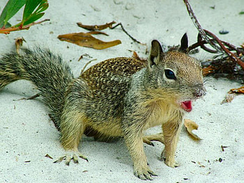 Ahh! Not Fair, sand, eyes, paws, tail, little, leaves, brown, animals, nature, mouth, squirrel HD wallpaper