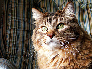 Animals, Cat, Fluffy, Breed, Norwegian Forest Cat HD wallpaper