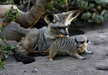 SCRATCH MY BACK, meerkat, wildlife, canine, rodent, fox HD wallpaper