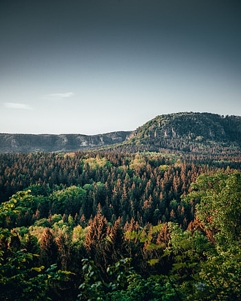 Hill, forest, trees, nature HD phone wallpaper
