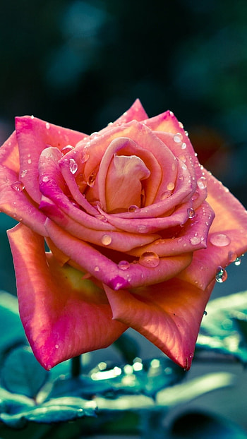 Beautiful Flowers Roses, Water Drops, Pink Rose HD phone wallpaper