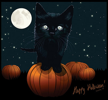 Happy Halloween !, pumpkins, black cat, halloween, ful moon HD wallpaper