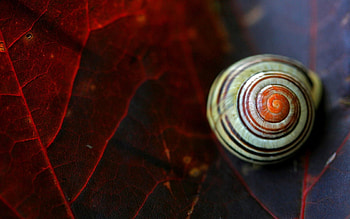 Background, Leaves, Macro, Snail, Leaflet, Shell, Sink HD wallpaper