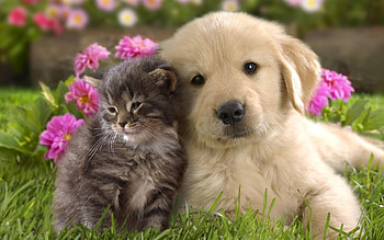 Animals, Flowers, Grass, Friendship, Kitty, Kitten, Couple, Pair, Puppy HD wallpaper