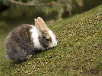 Animals, Rabbits HD wallpaper