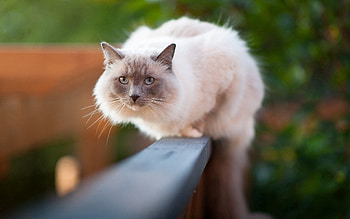 Animals, Light, Sit, Cat, Fluffy, Light Coloured, Fright HD wallpaper