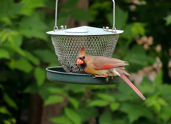 Female Cardinal, Bird, Cardinal, graphy, Summer, Feeder, Female HD wallpaper