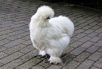 Animals, Fluff, Fuzz, Hen, Silkie HD wallpaper