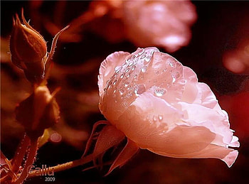 Pink rose, graphy, , drops, beauty, rose, pink, delicate, abstract, nature, dew HD wallpaper