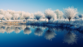 Reflection in Winter, winter, sunny, frost, reflection, trees, water HD wallpaper