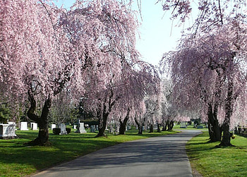 Rest in beauty and peace, trees, grass, tombstones, blossoms HD wallpaper