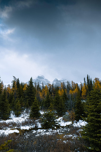 Nature, Trees, Mountains, Snow, Forest, Snow Covered, Snowbound HD phone wallpaper