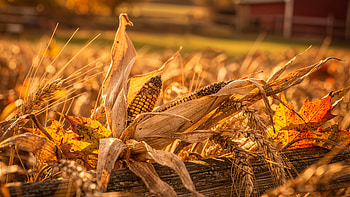 Golden Harvest: Autumn Farm, Corn HD wallpaper