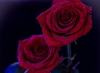 * Rose love *, tenderness, delicate, roses, petals, flower, love, soft, red roses HD wallpaper