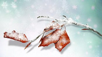The Last Fall Leaves, winter, Firefox theme, leaves, frost, snow, autumn HD wallpaper
