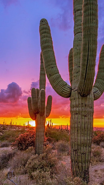 Vibrant Arizona sunrises, Arizona sunset HD phone wallpaper