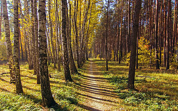 Birches and Path, trees, birches, forest, path HD wallpaper