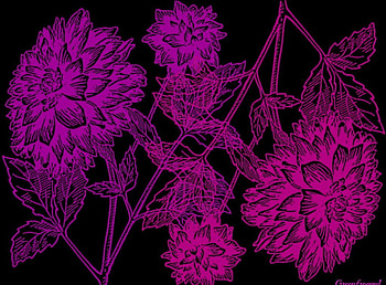 NEGATIVE, FLOWERS, CREATION, ABSTRACT, TWO HD wallpaper