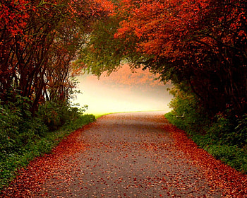 ~~ Beauty Awaits ~~, Road, Fog, Fall leaves, Mist HD wallpaper
