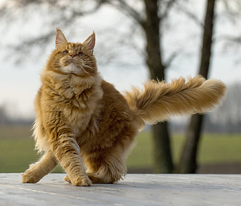 Animals, Cat, Fluffy, Cool, Maine Coon, Maine HD wallpaper