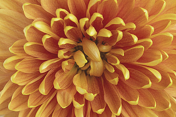 Chrysanthemum, Flower, Macro, Petals HD wallpaper
