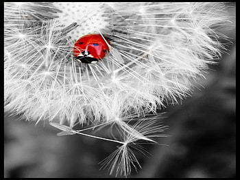 ladybug, summer, white, dandelion, red HD wallpaper