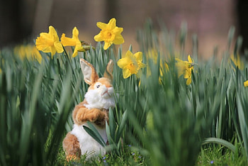 Cute Easter Bunny Toy in a Daffodil Garden, bunny toy, daffodils, Easter, garden, nature, flowers, spring HD wallpaper