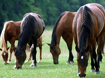 Horses Lunch time, horses, brown, meal, green HD wallpaper