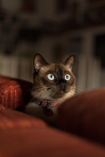Animals, Cat, Muzzle, Blur, Smooth, Siamese Cat HD phone wallpaper