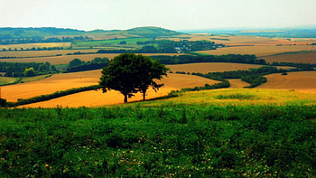 Nature, Trees, Fields, Clear, I See, Agriculture HD wallpaper