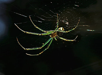 Arachnophobia, fun, entertainment, other, spider, people HD wallpaper