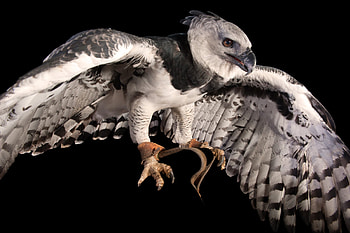 Wings, Harpy Eagle HD wallpaper