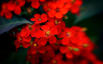 Flowers, Stamens, Blurred, Fuzzy HD wallpaper