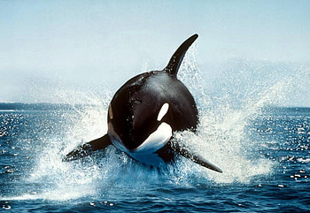 willy, good oceanview, boy look at him go HD wallpaper