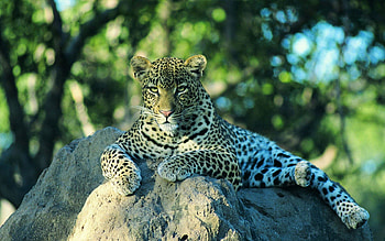 Animals, Rock, Leopard, To Lie Down, Lie, Stone HD wallpaper