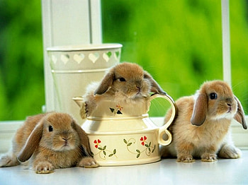 Beautiful Bunnies, bunnies, cool, beautiful HD wallpaper