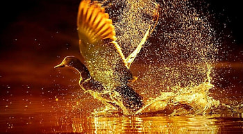 On Golden Pond, wings, bird, splash, gold, pond HD wallpaper