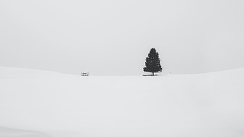 Tree Snow , tree, snow, nature, graphy HD wallpaper
