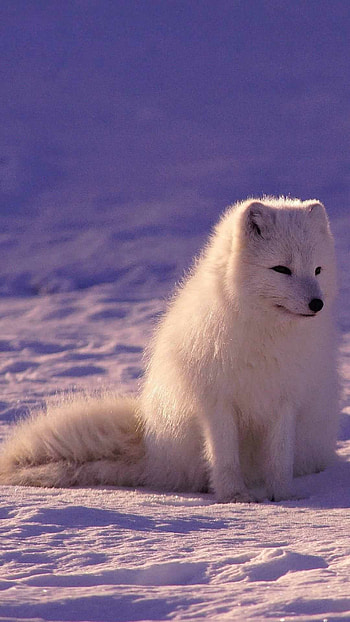Arctic fox, Foxes HD phone wallpaper