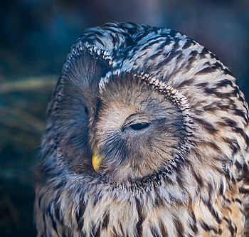 Bird, owl, muzzle HD wallpaper