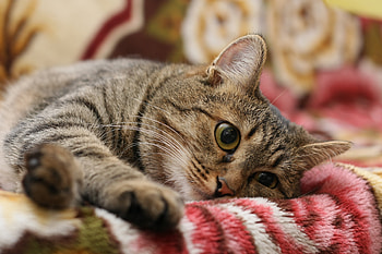 Animals, Cat, To Lie Down, Lie, Muzzle, Eyes HD wallpaper