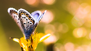 Black Purple Dots Design Butterfly On Yellow Flower Petals In Blur Bokeh Background graphy HD wallpaper