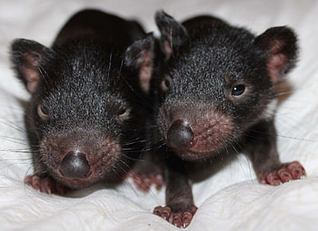 Tasmanian Devil , High-quality Devil , , Devil-themed backgrounds HD wallpaper