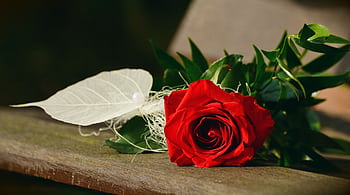 Close-up of a vibrant red rose lying on a wooden bench, symbolizing romance. HD wallpaper