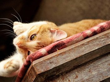Cute kitty cat, kitty, animals, cute, cat, pet HD wallpaper