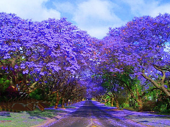 Driving into spring, trees, blooms, spring, drive HD wallpaper