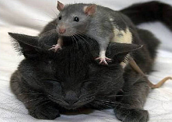 Rat on Cat, rat, cat, friends HD wallpaper