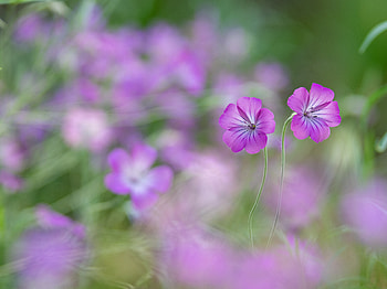 Purple Wildflower Whisper, nature, flower HD wallpaper
